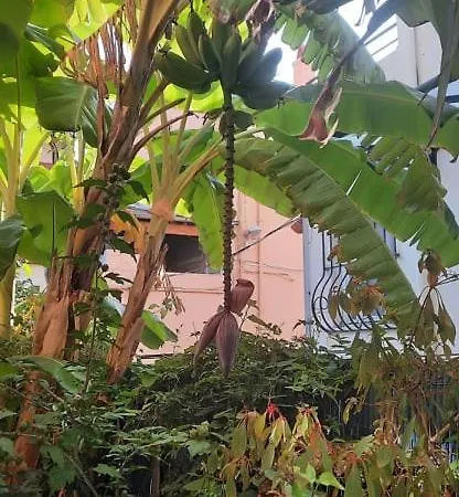 La Clémente Mentone