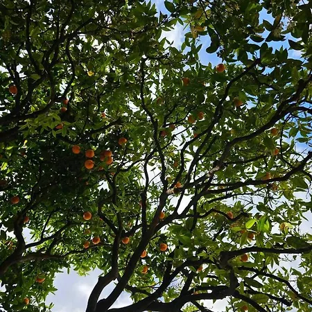 Проживание в семье La Clemente